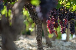 Vigne AOC du Ventoux 