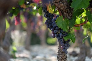 Vigne AOC du Ventoux 