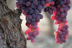 Vigne AOC du Ventoux 