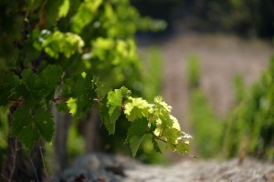 Vigne AOC du Ventoux 