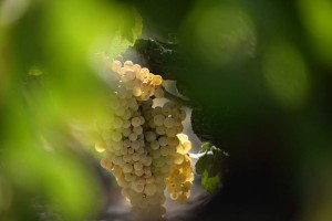 Vigne AOC du Ventoux 