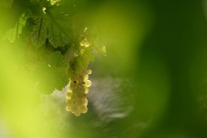Vigne AOC du Ventoux 