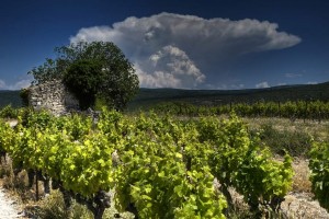 Vigne AOC du Ventoux 