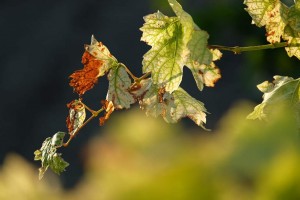 Vigne AOC du Ventoux 