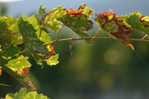 Vigne AOC du Ventoux 