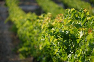 Vigne AOC du Ventoux 