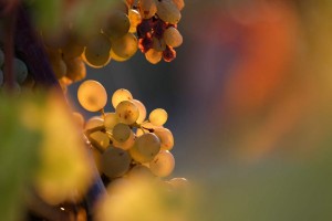 Vigne AOC du Ventoux 