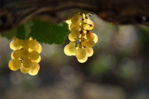 Vigne AOC du Ventoux 
