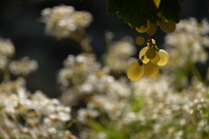 Vigne AOC du Ventoux 