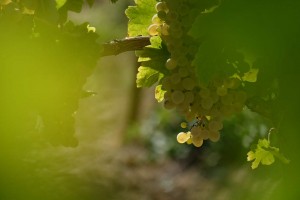 Vigne AOC du Ventoux 