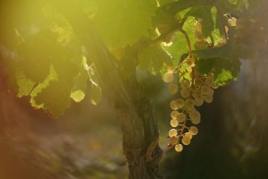 Vigne AOC du Ventoux 