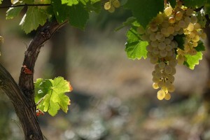 Vigne AOC du Ventoux 