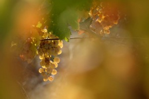 Vigne AOC du Ventoux 