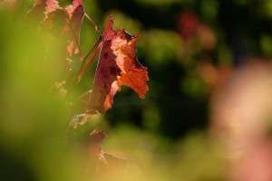 Vigne AOC du Ventoux 