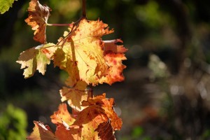 Vigne AOC du Ventoux 