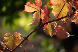 Vigne AOC du Ventoux 