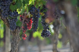 Vigne AOC du Ventoux 