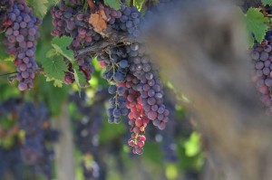 Vigne AOC du Ventoux 