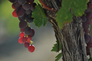 Vigne AOC du Ventoux 
