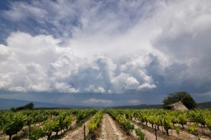 Vigne AOC du Ventoux 