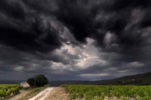 Vigne AOC du Ventoux 