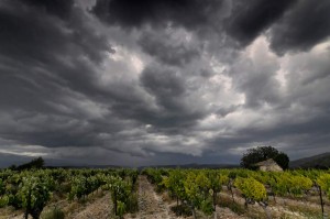 Vigne AOC du Ventoux 