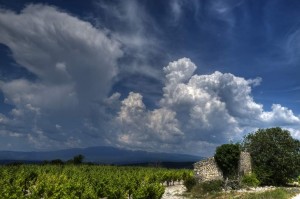 Vigne AOC du Ventoux 