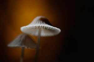 Champignons en proxiphoto