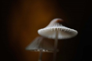 Champignons en proxiphoto