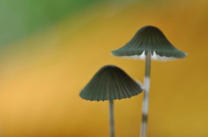 Champignons en proxiphoto