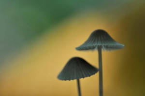Champignons en proxiphoto