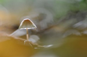 Champignons en proxiphoto