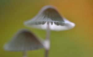 Champignons en proxiphoto