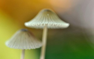 Champignons en proxiphoto