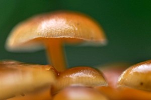 Champignons en proxiphoto