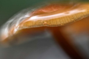 Champignons en proxiphoto