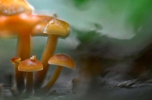 Champignons en proxiphoto