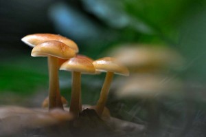 Champignons en proxiphoto