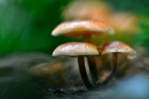 Champignons en proxiphoto