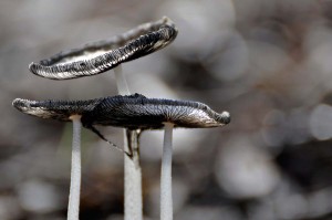 Champignons en proxiphoto