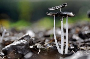 Champignons en proxiphoto