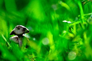 Champignons en proxiphoto