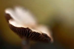 Champignons en proxiphoto