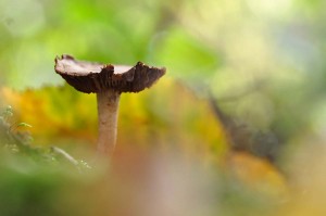 Champignons en proxiphoto
