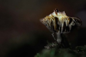 Champignons en proxiphoto