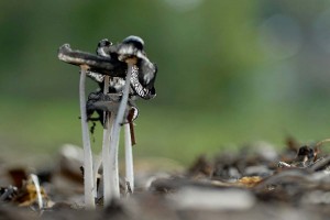 Champignons en proxiphoto
