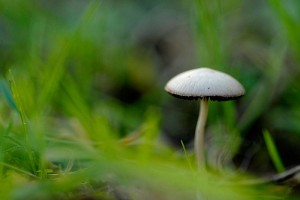 Champignons en proxiphoto