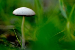 Champignons en proxiphoto