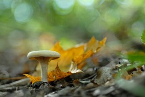Champignons en proxiphoto