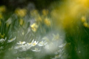 Fleur des bois en proxiphoto